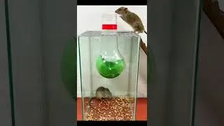 Best Animal Traps💀