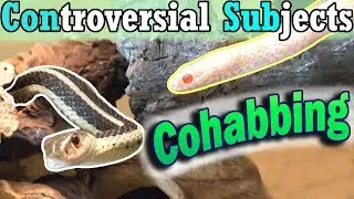 Con-Sub: Можно ли ужиться со змеями?