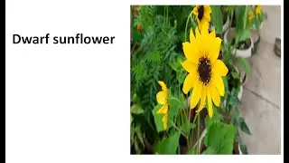 Dwarf Sunflower