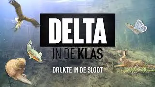 De stekelbaars stoerder dan je denkt!