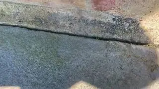 Ants Harboring Under the Cracks in the Walkway