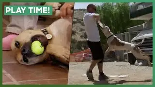 Dog Otis Undergoes Frisbee Dog Training! | Pit Bulls & Parolees