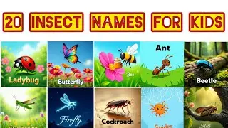 Insect names for kids | learning for kids in English 