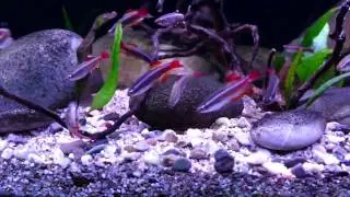 Der Kardinalfisch I Kardin&auml;lchen I Tanichthys albonubes I TAX