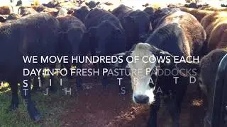 Relaxed organic grass fed cows