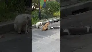 Cats mourning for their deceased friend 😭💔 #cat
