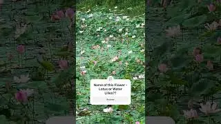 Identify Plant?