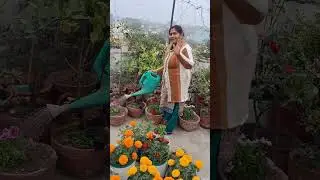 Famous food of Bihar ll harvesting  from terrace Garden ll  sardi ka sitam ll