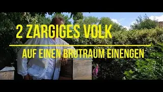 2-zargiges Volk auf einen Brutraum einengen Mitte Juni