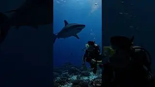 AI documentary #wildlife #animals #nature #movie #film