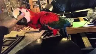 Ruby macaws playing together