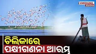 Chilika lake bird census || Migratory birds arrive .
