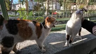 Кошка Гэбби и две её подруги мяукают, выпрашивая еду.