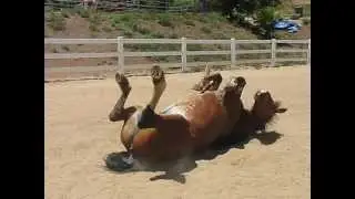 Horse Passing Gas