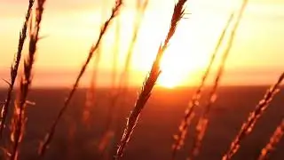 Wheat With View Of Sunset Free Stock Video Footage, Royalty | Free Stock Video - No Copyright | 4K