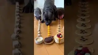 I Challenged My Dog and Regretted It #doog #human #cat #eatingchalling #foodchallenge #food