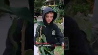 Finding free discarded tropical Red Button Ginger plants in the trash!