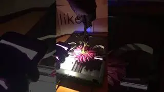 Chrysanthemum scanography #shorts #art #artshorts #scan #scanner #scanning #short #arts #flowers