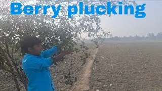 Berry Bliss: Village Treasures from the Mustard Landscape