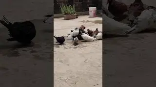 #pigeons#birds#kabootar#shorts#viral#kabootarshorts