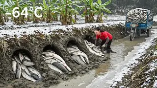 Harvesting Many Banana Catfish in the Village Coldest &ndash;64&deg;C | Use 3-Wheeled Truck Go to Market Sell