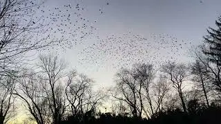 Starling Murmuration 