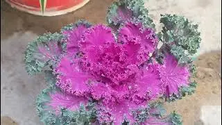 Kale flower plant Kam Dhoop or kam pani mai chalne vala podha #garden #plants #flowers #nature 