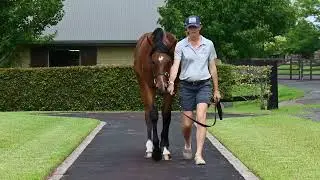 Lot 1024 Zousain (AUS) x Claudia Shiver (NZ) Filly