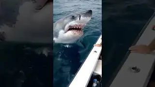 Shark Turns Back and Strikes | Real Underwater Encounter