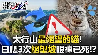 太行山「最絕望的貓」！ 住山頂屢被錯認浪貓…日爬3次「絕望坡」眼神已死！？【關鍵時刻】20260116-6 張炤和 張禹宣[ENG SUB]