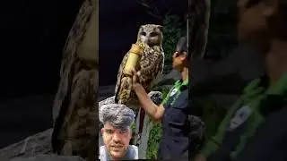 owl magic girl !! #helpowl #birds #owl #animals #viralshorts