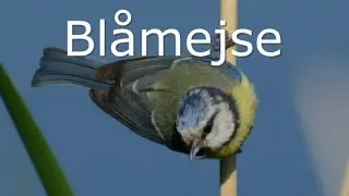 Bl&aring;mejse. Fugle i Danmark. Bl&aring;mejsen. Alt om denne fugl, fortalt p&aring; dansk.