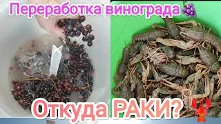 Влог# 391 Наша жизнь на Кубани☀ Переработка Винограда 🍇 ЧП с Соней🐈 СТРОЙКА беседки🛕