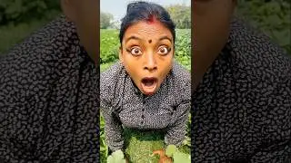 Try Not to Laugh 🤡 Best funny video 🤣 #shorts #funny #comedy #cute #trending #animals #frog #fun