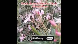 kaner, nerium oleander pink flowers plant | nerium oleander plant | pink kaner plant #2023 |#youtube