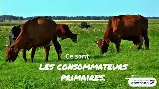 La chaîne alimentaire