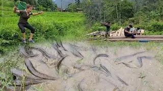 After a heavy rain, I saw a school of giant fish