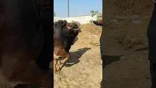 Bhains Colony Mandi Tour! Heavy Crowd & Power Scene! 😳 #shorts #trending #viral