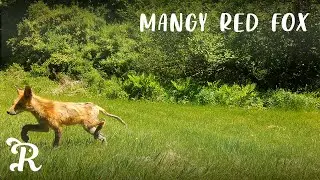 Miserable Mangy Fox | Trail Cams | Spring