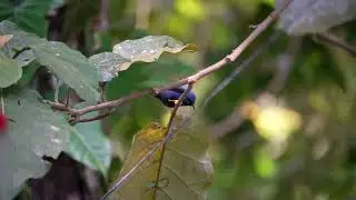 Shining Honeycreeper, male