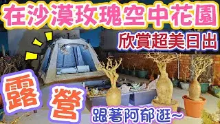 [跟著阿郁玩]在沙漠玫瑰空中花園露營，欣賞超美日出#taiwan#adenium#desertrose#caudex#agave#沙漠玫瑰#塊根植物#塊根植物のある暮らし#塊根#露營#camping