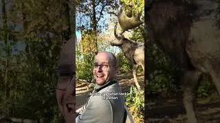 In Zooparc Overloon staan dieren uit de ijstijd.. #comedy