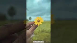 Mobile flowers photography with realme || best tarika photoshoot tutorial#mobilephotoshoot#rosephoto