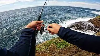 Mack Tuna hook-up on a light-medium setup.