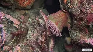 Painted Anemone | Vancouver Island | Underwater 4K | Snorkelling | 24 01 2026