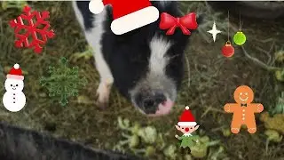 pigs on the run #glammyworld