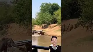 Tiger vs Jungle Predator &ndash; Who Wins?