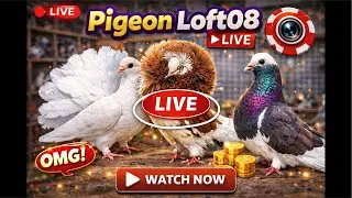 🔴आज सर्दी कम हो गई है #pigeon #viralvideo #shortsfeed #livestream #youtube #shorts #viral #birds