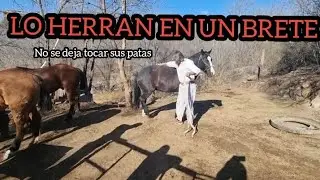 COMO DARLE CONFIANZA A UN CABALLO QUE LO SONETEN EN UN BRETE PARA HERRARLO  #caballossalvajes #