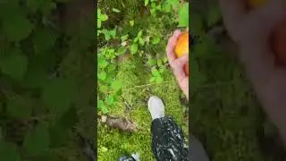 I found wild apples in the woods! #apples #shorts #satisfying #video #viral